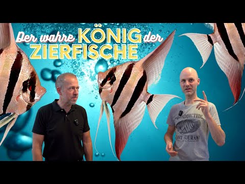 Willkommen in der Königsklasse | Der Altum-Skalar | Unterwegs bei Simon Forkel