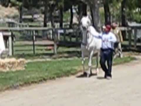 Audacious PS - Varian Arabians Clinic - April 2013