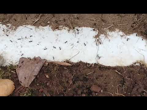 Acrobat Ants Huddled Up in Front of Home in Avon by the Sea, NJ