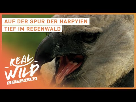 The most powerful bird of prey in the world! | Animal documentary