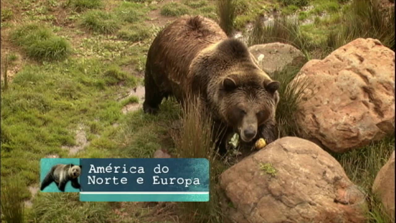 Restaurante animal, conheça a cozinha dos maiores zoológicos do mundo