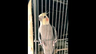 幸せなら手をたたこうを歌ってる(つもりの)オカメインコ【うちのオカメ】