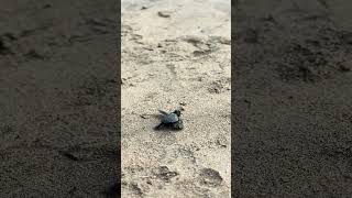 La plus belle chose que j'ai vue à Bali... 🐢 #bali #voyage #vlog
