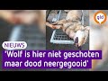 Grote twijfels over vindplaats doodgeschoten wolf in Stroe