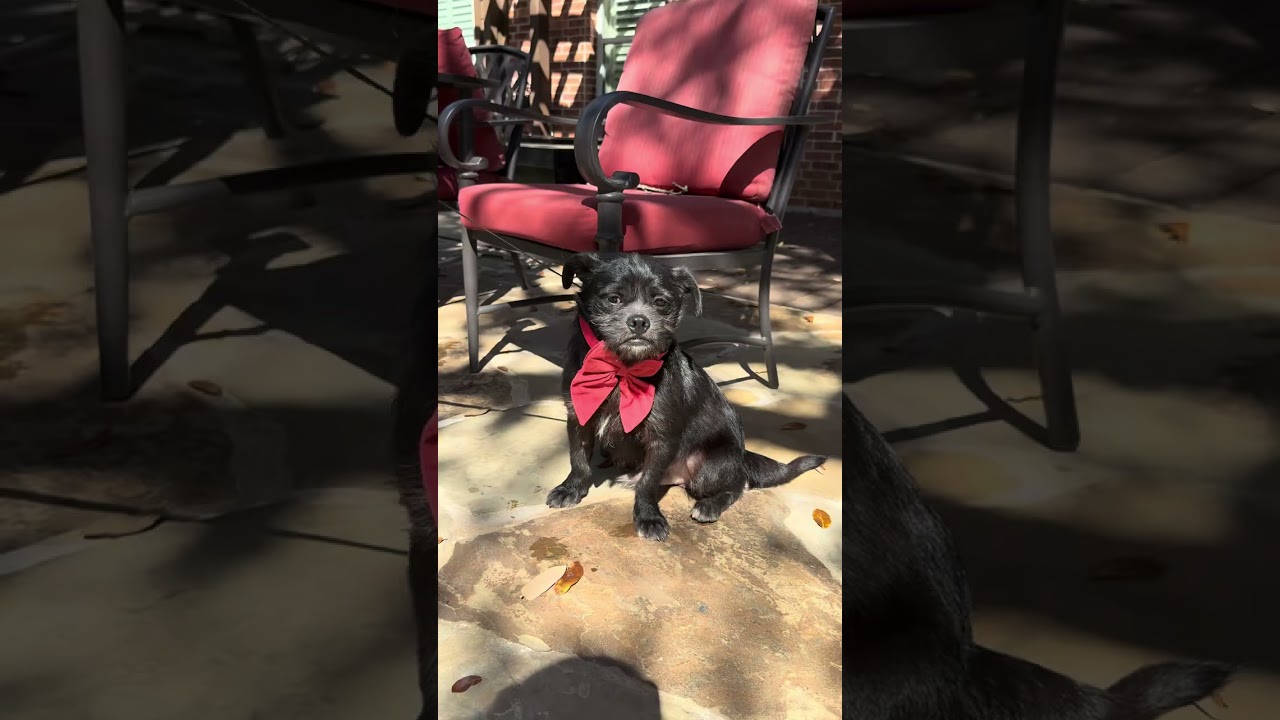 Enlarge Cubby, an adopted mixed breed in Southport, CT video 2/5