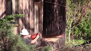 Tonk Drops Another Pine