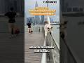 PRO CAT WALKING THE TIGHTROPE LIKE A BOSS Shorts