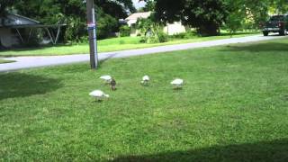 Poor Ibis with broken leg; doesn't seem to bother him, though. In our West Palm yard.