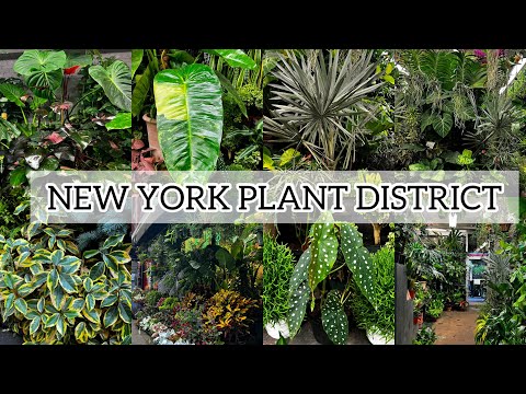 Houseplant Tour: New York City Plant District