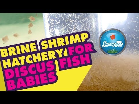 Brine Shrimp Hatchery - For Discus Babies / Fries