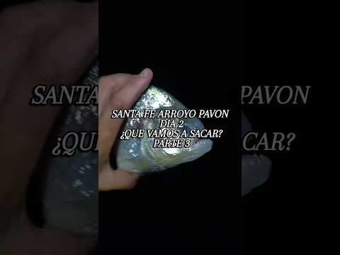 Día 2 en el Pavón - Parte 3: ¡Final! ​#UltralightFishing #PescaArgentina #SantaFe #Palometa #Dorado