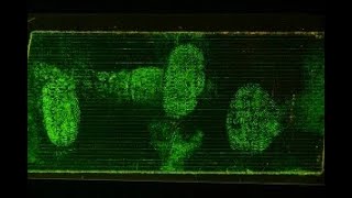 Physical and Chemical Methods of Fingerprint Detection