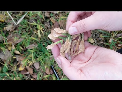 YouTube video about: Can dogs eat helicopter seeds?