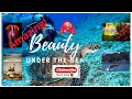 BEAUTY UNDER THE SEA Cute BabyTV