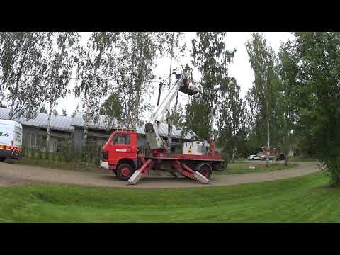 Miten haljennut puu kaadettiin