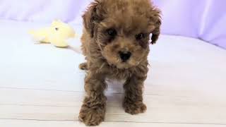 タイニープードルの動画01