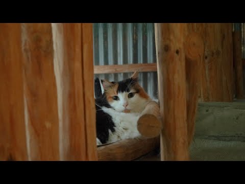 고양이가 얌전하면 불안한 집사의 맘, 평소대로 해.