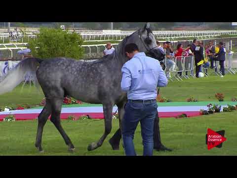 N.81 LIBANO MPE - 2017 Italian Nationals - 4-6 Years Old Stallions (Class 10)