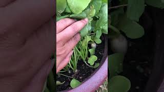 Icicle radishes are growing so well #radish #radishes #growfood #growingfood