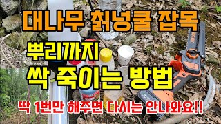 대나무, 칡넝쿨, 잡목 뿌리까지 한번에 죽이는 방법 그냥 두면 큰일납니다! #대나무제거 #칡넝쿨제거방법 #잡…