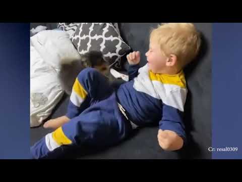 little baby cute dog