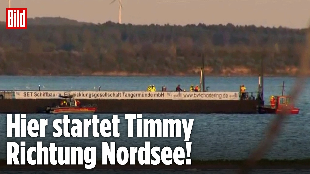 OSTSEE: Transport des gestrandeten Wals beginnt! Endlich!