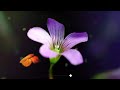 Mere Naam Tu Flute Whatsapp Status