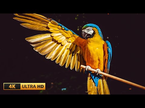 Parrots in 4K HDR 60FPS | Stunning Beautiful Birds | Birds Sound