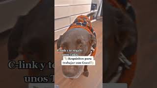 Requisitos para trabajar con Gucci