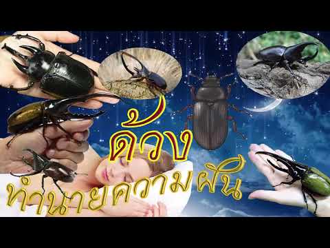 ชนิดของจี้ค้อนของ ธ อร์ ผู้หญิงรู้สึกตื่นเต้นกับเรื่องราว