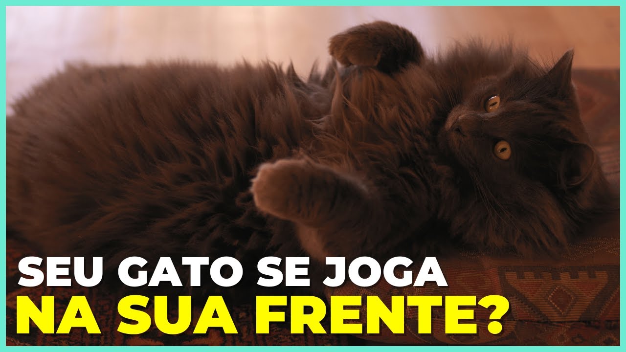 É POR ISSO Que Seu Gato Rola No Chão Na Sua Frente!