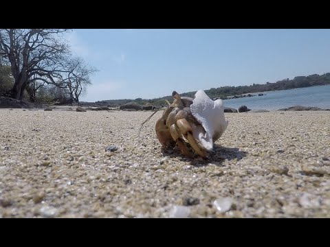 E41: Exploring the Beaches of Panama During Corona