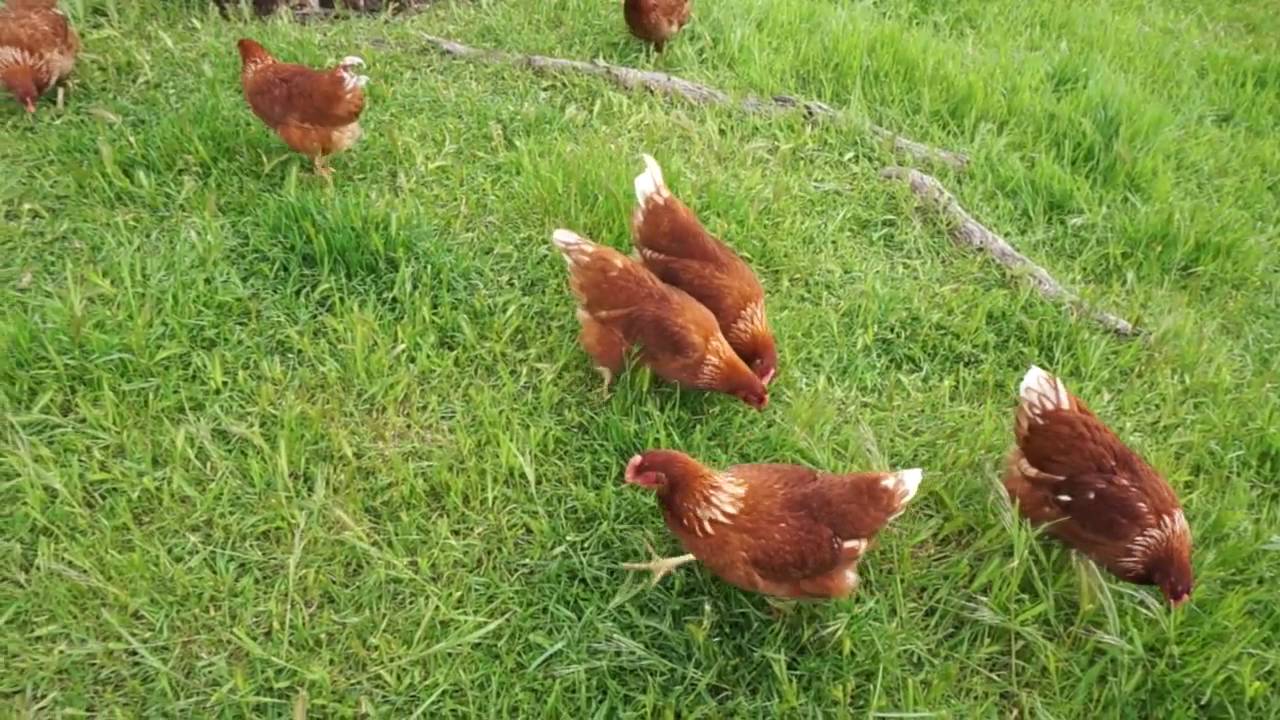 Hilltops Free Range Eggs