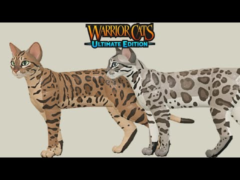 Warrior Cats Ultimate Edition Ideas: Two Bengal rosette markings