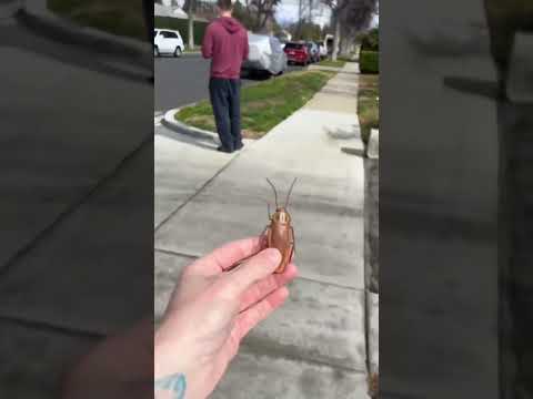 Fake Cockroach Prank 😭 #shorts