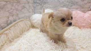 チワワ(ロング)の動画01