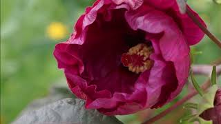 Download lagu I'm In Love For The Very First Time - Maywood: with Lyrics(가사번역) || Denver Botanic Gardens, 2017 mp3 Download lagu I'm In Love For The Very First Time - Maywood: with Lyrics(가사번역) || Denver Botanic Gardens, 2017 mp3