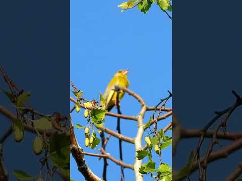 European greenfinch singing, greenfinch call, [part2]