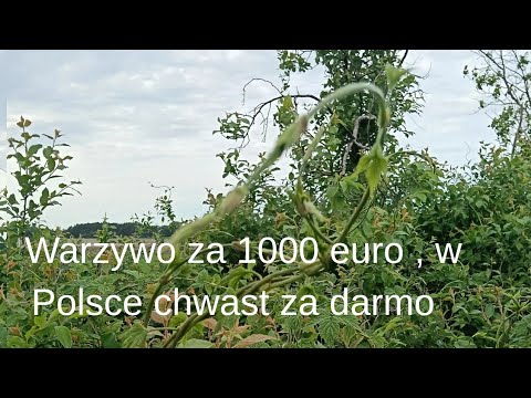 MŁODE PĘDY CHMIELU. WARZYWO ZA 1000 EURO/kg,  W POLSCE CHWAST ZA DARMO  #dzikierośliny #pędychmielu