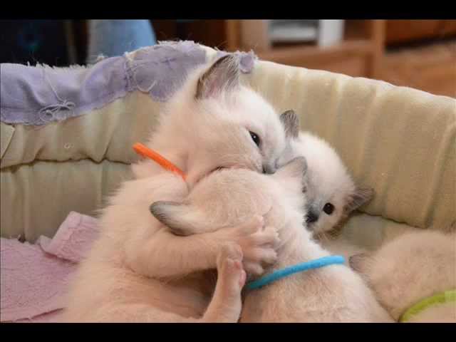 Thai Cats Viosna*PL - Miot C - Siła złego - dwóch na jednego ;)