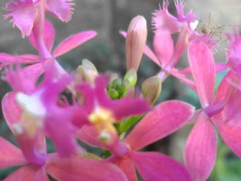 EDDU ALVES Como é bom te amar assim 1080.wmv