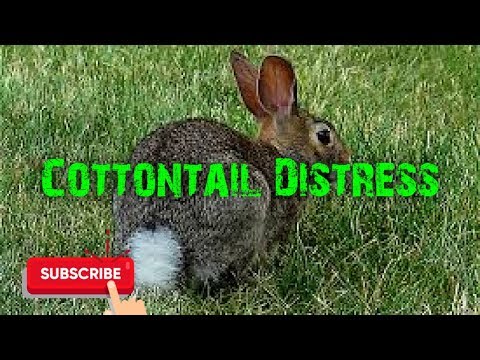 Predator Hunting Call - Cottontail Distress - 29 Minutes - Free Download