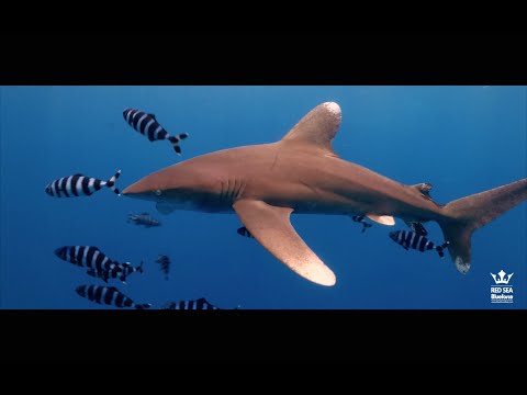 Oceanic Whitetip,  Top Red Sea trip #3 (2021)
