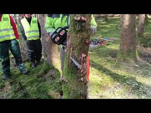 Erfolgreich und sicher Bäume fällen🚒 ✅