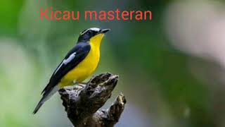 Download lagu Sikatan emas gacor isian mp3 Download lagu Sikatan emas gacor isian mp3