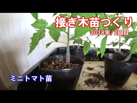 , title : '接ぎ木苗つくり2018年2回目/家庭菜園ミニトマト'