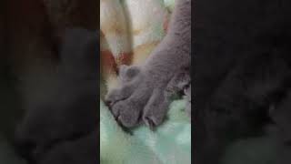 ネコのマッサージ