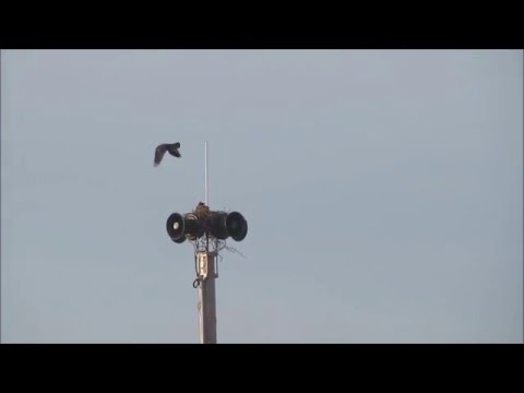 Male red tailed hawk is harassed by other birds (tsunami speakers hawks)