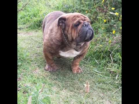 Kuraka.... semental bulldog ingles