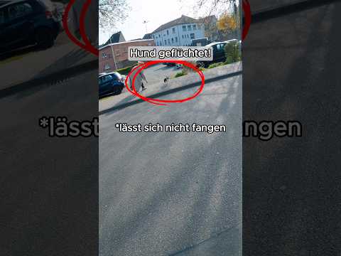 Ich habe versucht den Hund mit dem Motorrad zu fangen #motorrad